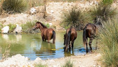 Photo of Πανέμορφες Εικόνες Από Τα Σπάνια Άγρια Άλογα Του Υδρότοπου Του Λούρου