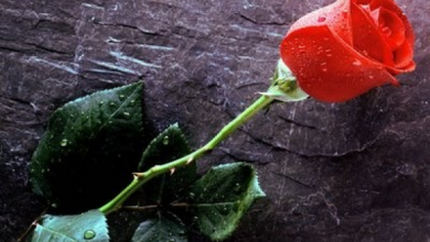 Photo of …Oύτε με τριαντάφυλλο…της Κατερίνας Κεχαγιά, Φιλολόγου