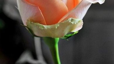 Photo of Απεβίωσε η Ελένη Ν. Τρίγκα