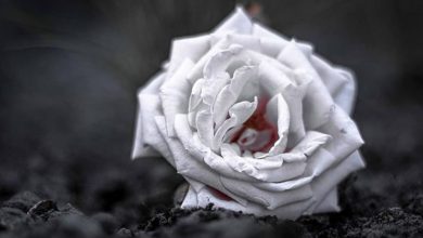 Photo of Έφυγε από τη ζωή η Δήμητρα Γούσιου