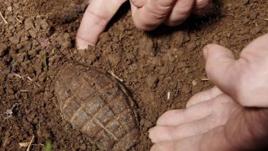 Photo of Συναγερμός στο Δροσερό Τρικάλων: Χειροβομβίδα σε αποθήκη προκάλεσε μεγάλη κινητοποίηση