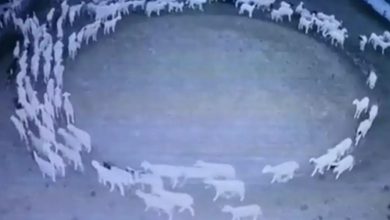 Photo of ΟΠΕΚΕΠΕ: Το “Survivor” της Δημόσιας Διοίκησης