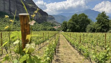 Photo of «Ανοιχτές Πόρτες» με οινοτουριστικές στιγμές στα Μετέωρα και το Κτήμα Θεόπετρα