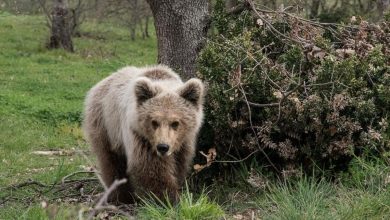 Photo of Όταν οι κάδοι έγιναν… έξυπνοι για να κρατήσουν τις αρκούδες μακριά!