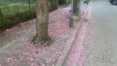 Photo of Μύρισε άνοιξη στο Βαρούσι, με ροζ χαλί λουλουδιών ντύθηκαν τα πεζοδρόμια!