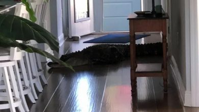 Photo of Αλιγάτορας 2 μέτρα έκανε βόλτες μέσα σε σπίτι !