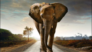 Photo of O ελέφαντας είναι η ακρίβεια!