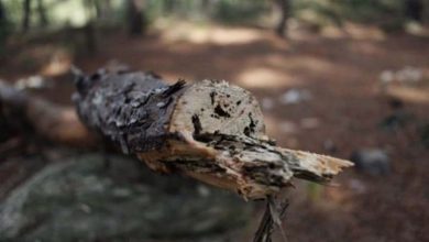 Photo of Σκοτώθηκε υλοτόμος σε χωριό της Λάρισας – Τον καταπλάκωσε μεγάλο κλαδί δέντρου την ώρα που το έκοβε
