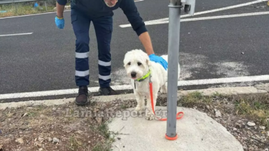 Photo of Μεταφορά Κτηνιατρείου Μαρίας Μητσιάδη