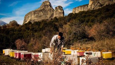 Photo of Χρυσή Διάκριση για το “Μέλι Μετεώρων – Οικ. Λέκκα” στα Specialist Awards 2025