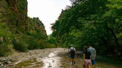 Photo of Καλαμπάκα: Μετά τα αγριογούρουνα… ήρθαν και οι αρκούδες!