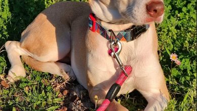 Photo of Χάθηκε η »Pepper» στην περιοχή Αθηνάς Εργάνης στα Τρίκαλα