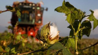 Photo of Παρασκήνιο στα βαμβακοχώραφα – Οι καλοί αριθμοί δεν φέρνουν χαμόγελα στους αγρότες