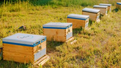 Photo of 2,8 δισ. λουλούδια ανθίζουν ξανά στον Έβρο χάρη στις μέλισσες της ΔΕΗ