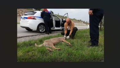 Photo of Αρκούδες στους δρόμους των Τρικάλων – Το “νέο φυσιολογικό” της άγριας ζωής