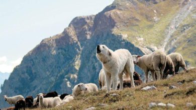 Photo of Από την Αδράνεια στην Καταστροφή: Ποιος θα Λογοδοτήσει για την Ευλογιά;