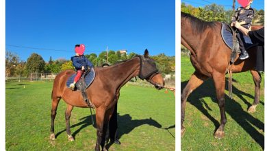 Photo of Το 1ο Ειδικό Νηπιαγωγείο Τρικάλων σε μία υπέροχη βιωματική εμπειρία στο κέντρο θεραπευτικής ιππασίας «stavlos_koinsep_trikala». 