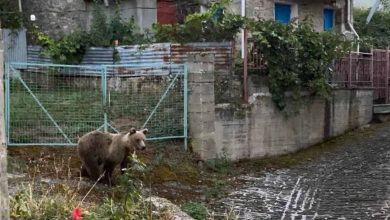 Photo of Viral εικόνα από την Κόνιτσα: Αρκούδα περπατάει μέσα στο Ασημοχώρι