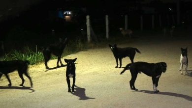 Photo of Νύχτα τρόμου στα Τρίκαλα – Γυναίκα δαγκώθηκε από σκύλο στη μέση του δρόμου!