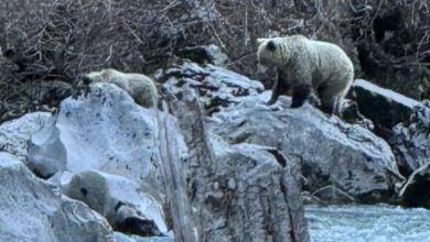 Photo of Μαμά αρκούδα και το μικρό της ψαρεύουν στον Αώο… (φωτογραφίες)