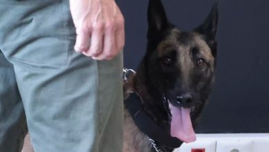 Photo of Έφοδος με τη συνδρομή αστυνομικού σκύλου στα Τρίκαλα – Συνελήφθη άνδρας για καλλιέργεια και κατοχή κάνναβης