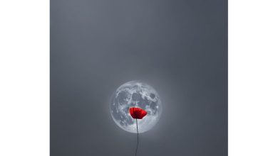 Photo of Εκθεσης φωτογραφίας »ΣΤΑΓΟΝΕΣ ΜΕΛΑΝΙ ΣΕ ΒΑΜΒΑΚΙ» στο Κτίριο Παπαστεριάδη