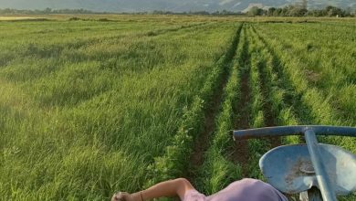 Photo of Η κινόα στο Ζάρκο Τρικάλων έφερε χαμόγελα! Ο παραγωγός Θανάσης Παπαναγιώτου επένδυσε και κέρδισε