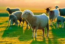 Photo of ΥΠΑΑΤ: Πιστώθηκαν 26,9 εκατ. ευρώ σε κτηνοτρόφους για απώλεια εισοδήματος εξαιτίας της ευλογιάς και της πανώλης