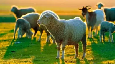 Photo of ΥΠΑΑΤ: Πιστώθηκαν 26,9 εκατ. ευρώ σε κτηνοτρόφους για απώλεια εισοδήματος εξαιτίας της ευλογιάς και της πανώλης