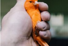 Photo of Καναρίνια και αγριοπούλια σε διαγωνισμό και έκθεση της ΣΚΑΘ στα Τρίκαλα