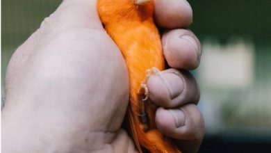 Photo of Καναρίνια και αγριοπούλια σε διαγωνισμό και έκθεση της ΣΚΑΘ στα Τρίκαλα