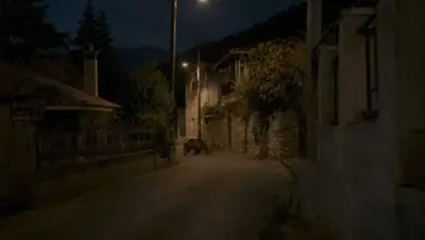 Αρκούδα σε νυχτερινό δρόμο ορεινού χωριού στο Γαρδίκι Τρικάλων